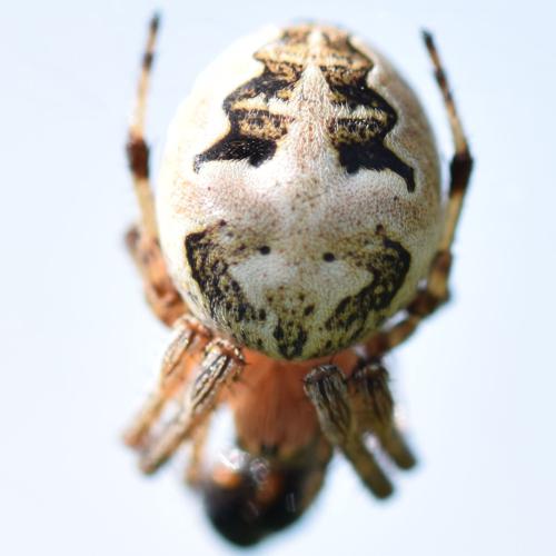 Larinioides cornutus